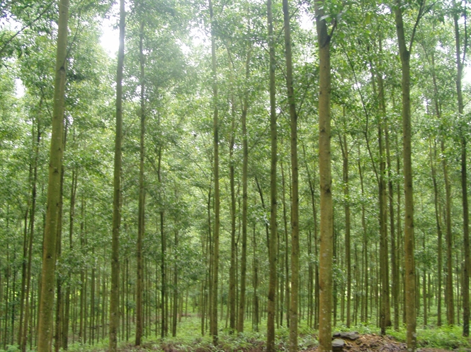 Cây gỗ keo lai