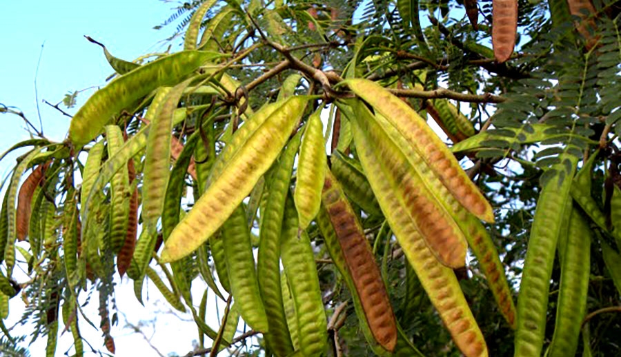 Cây gỗ keo dậu