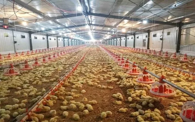 làm đệm lót chuồng gà với mùn cưa